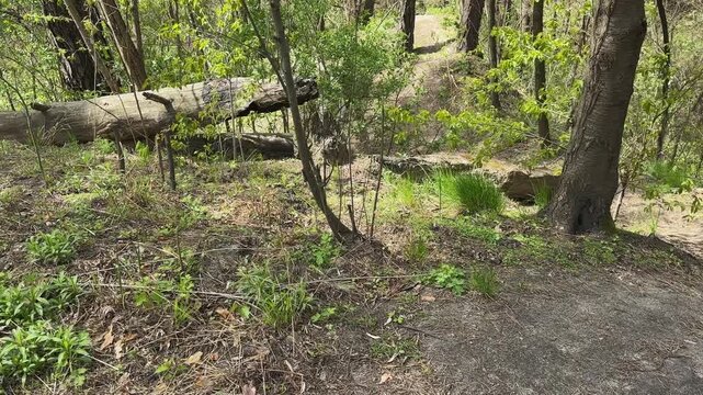 Dry trunks of fallen trees on ravine slopes in forest