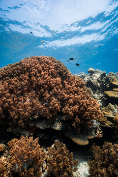 A dense garden of brown soft corals covering the ocean floor under a clear blue surface, shot on a freedive.