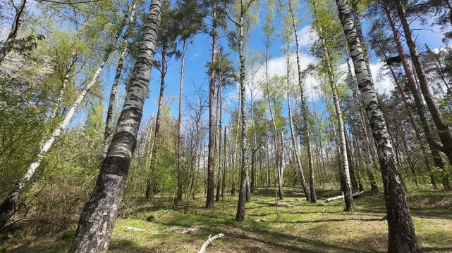 Section of the spring forest with high birches and pines