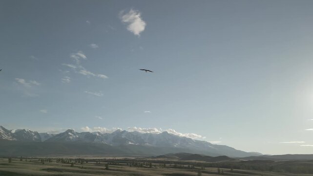 Aerial tracking shot of crane bird flying over steppe against dense forest and high mountains with snowy peaks. Wildlife chase. RAW flat profile uncorrected video footage.