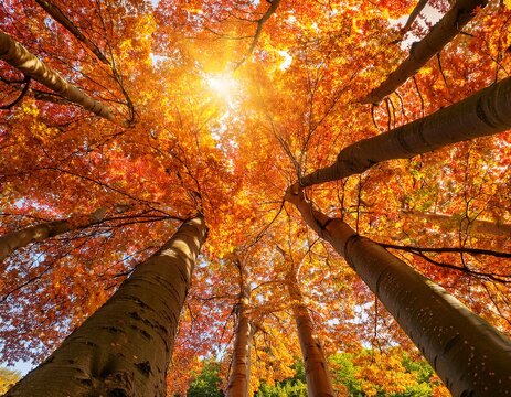 uplifting panorama of bright orange leaves among sycamore trees in fall