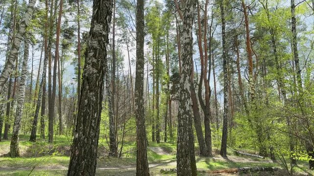 Section of spring forest with high birches and pines backlit