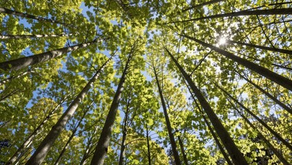 Fototapeta premium green leaves background