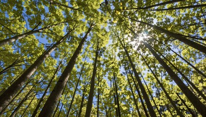 Fototapeta premium trees in the forest