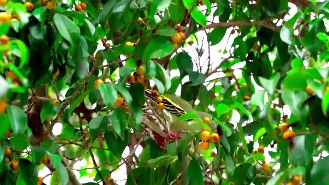 African Green Pigeon Treron calvus eating wild fruits in a tree in Vietnam, close-up of exotic bird feeding in its natural tropical forest habitat.