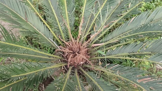Cycas revoluta Sago Palm With Symmetrical Tropical Fronds In Garden Landscape