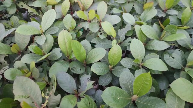 Dense Green Leaves And Fresh Foliage Displaying Rich Natural Texture