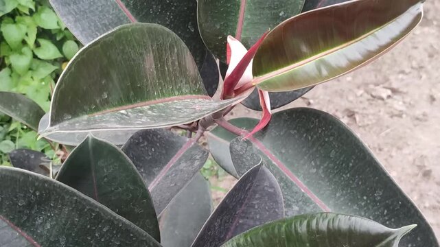 Ficus elastica Rubber Plant With Glossy Green Leaves In Tropical Garden