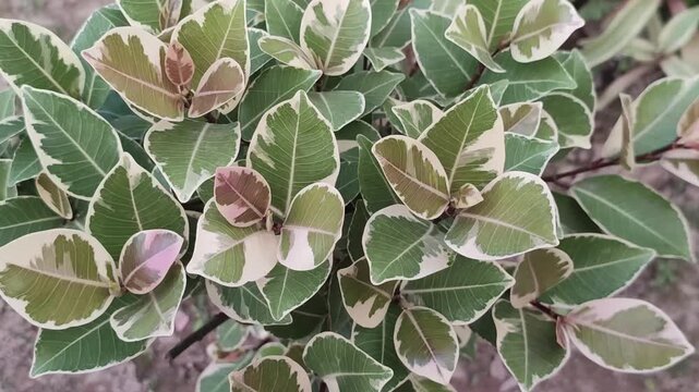 Ficus triangularis Triangle Fig Growing With Dense Ornamental Foliage