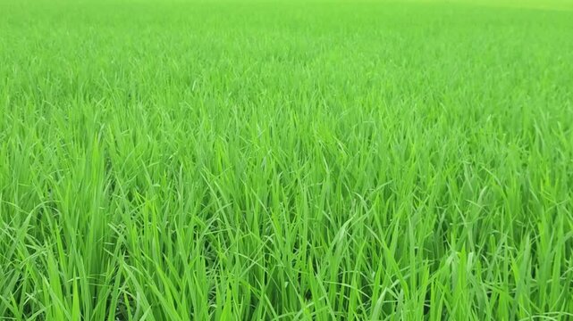 Young Rice Paddy Shoots Growing Across Vibrant Agricultural Landscape
