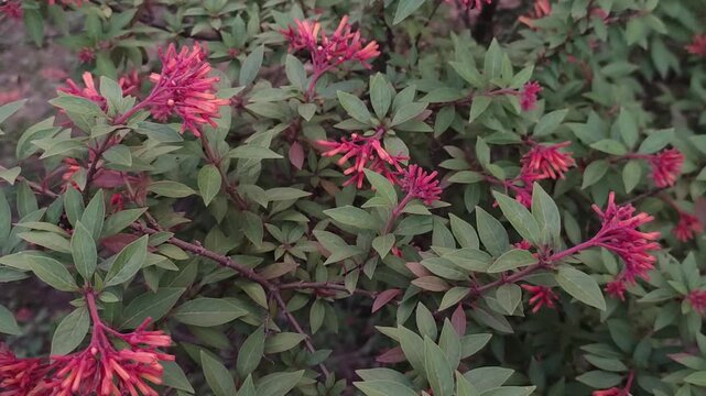 Hamelia patens Firebush Flower Blooming With Vibrant Tropical Garden Color