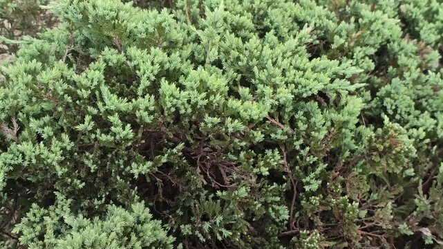 Juniperus squamata Flaky Juniper Ornamental Evergreen Shrub In Landscape