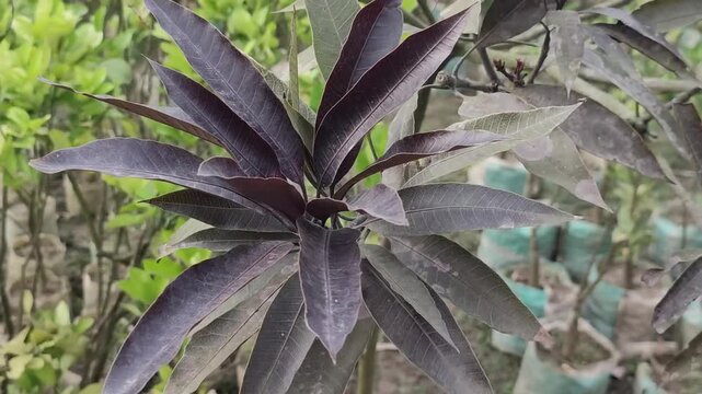 Mangifera indica Black Stone Mango Leaves With Tropical Green Foliage