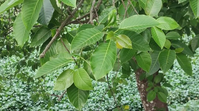 Neolamarckia cadamba Burflower Tree With Lush Tropical Foliage