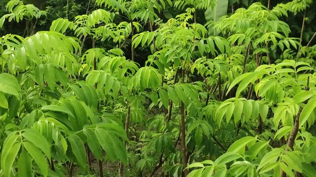 Spondias mombin Hog Plum Tree Leaves With Natural Green Foliage