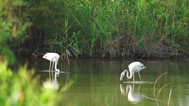 Two Eurasian Spoonbills Wading Calmly Through Wetland Waters