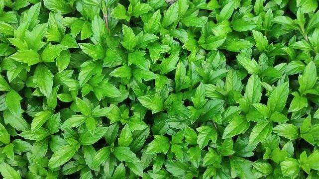 Wedelia chinensis Chinese Wedelia Leaves With Dense Green Groundcover Foliage
