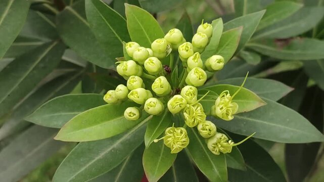 Xanthostemon chrysanthus Golden Penda Buds Developing On Tropical Tree