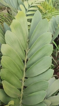 Zamia furfuracea Cardboard Palm Ornamental Cycad Plant With Dense Leaves