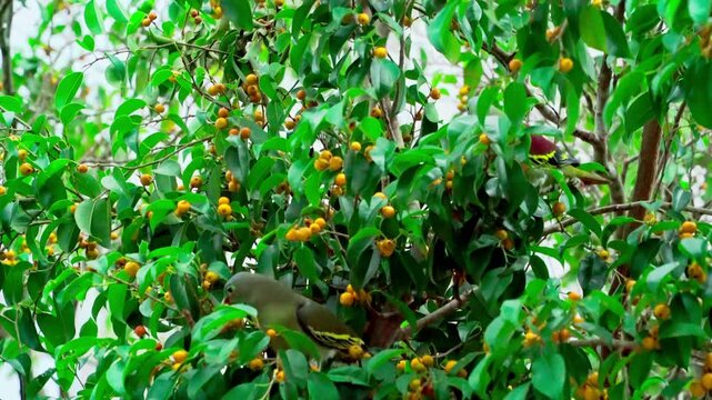 African Green Pigeon Treron calvus eating wild fruits in a tree in Vietnam, close-up of exotic bird feeding in its natural tropical forest habitat.