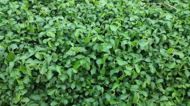 Acalypha siamensis Siamese Acalypha Green Tropical Ornamental Foliage Plant In Garden Landscape