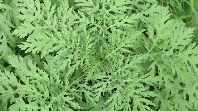 Ambrosia artemisiifolia Ragweed Plant With Dense Serrated Leaves Growing In Natural Habitat