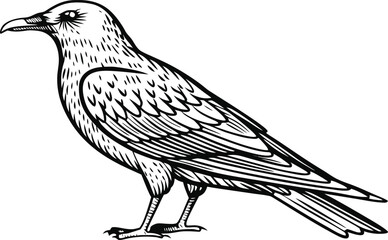 Fototapeta premium Black and white vector illustration of a raven standing in profile isolated on white background for graphic design projects and nature themed artistic compositions