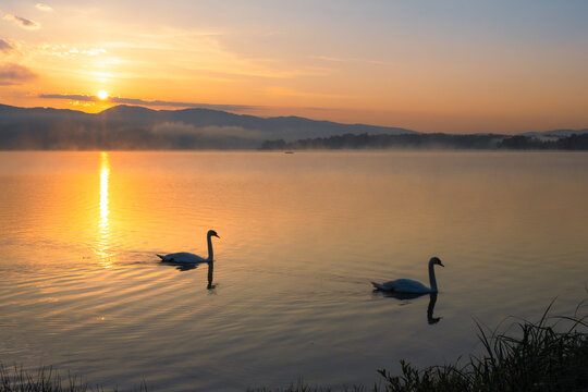 Two mute swans swimming on a tranquil lake at sunrise with golden light and misty mountains