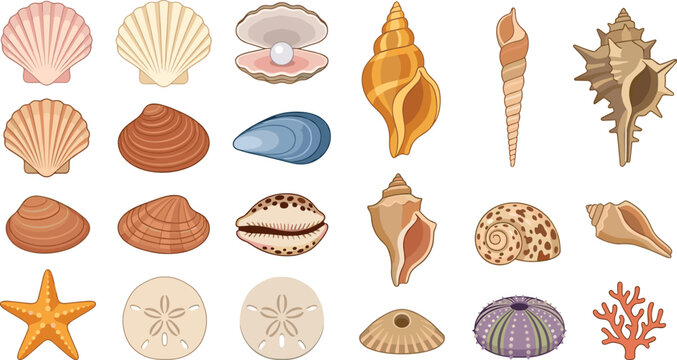 Marine seashell collection featuring scallop shells, conch, starfish, sea urchin, coral and pearl isolated vector illustration set