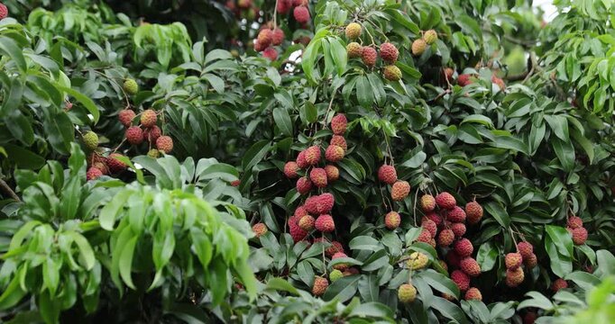 Red lychee fruits on the tree