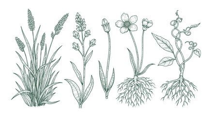 Detailed botanical line art set showing various types of leaves and a berry branch for classic nature-inspired illustrations and design work. © bow