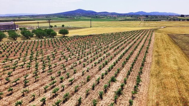Aerial view of vineyard and wheat fields in rural countryside.