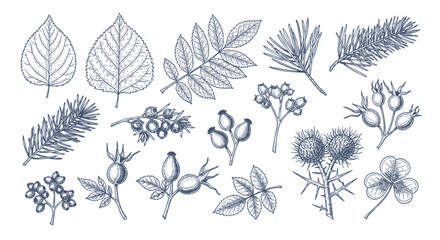 Detailed botanical line art set showing various types of leaves and a berry branch for classic nature-inspired illustrations and design work. © bow