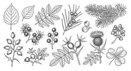 Detailed botanical line art set showing various types of leaves and a berry branch for classic nature-inspired illustrations and design work. © bow