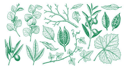 Detailed botanical line art set showing various types of leaves and a berry branch for classic nature-inspired illustrations and design work. © bow