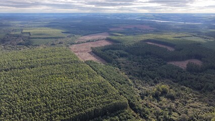 Pine and eucalyptus thinning, Argentine fields © H