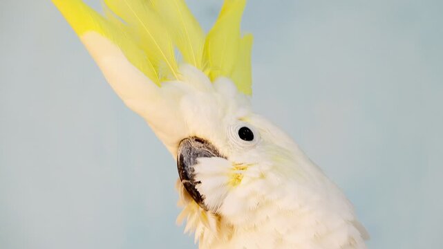 Close-up footage of a white cockatoo preening its feathers in natural light. Detailed plumage, calm behavior and soft background create a peaceful wildlife scene.