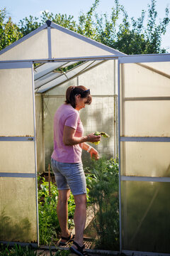 Female gardener harvesting fresh lettuce and healthy vegetables in greenhouse. Organic gardening and farming