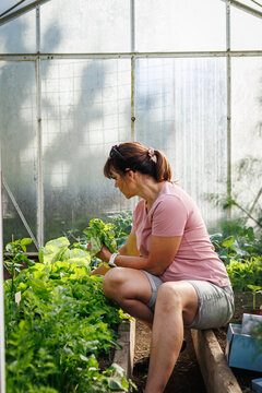 Woman gathering homegrown green lettuce and raw vegetables inside backyard greenhouse. Eco-friendly gardening