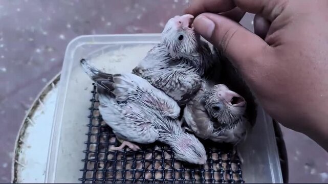 Three cute baby birds in a plastic container