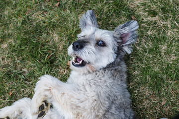 Fototapeta premium playful small dog lying on grass showing teeth during outdoor playtime