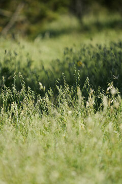 Vertical view of Texas grama grass in a spring meadow