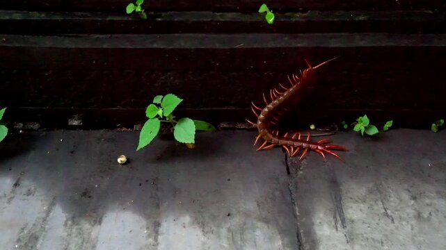 Giant Vietnamese centipede, Scolopendra dehaani, crawling in the tropical jungle of Vietnam. Venomous exotic predatory arthropod macro wildlife video.