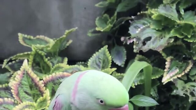 Close up of a beautiful ring-necked parakeet in the garden