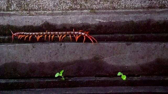 Giant Vietnamese centipede, Scolopendra dehaani, crawling in the tropical jungle of Vietnam. Venomous exotic predatory arthropod macro wildlife video.