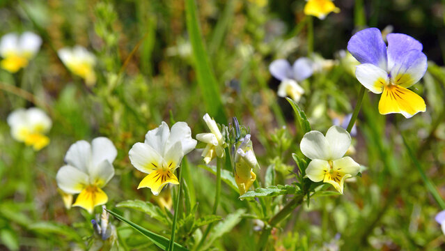Viola tricolor flowers, which are edible when fresh, are also highly prized once dried for their medicinal properties.