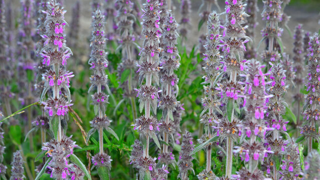 Springtime: flowering plants of downy Stachys germanica, prized by many for its well-known medicinal properties.