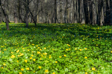Obraz premium A spring forest glade covered with bright yellow flowers, probably verna ficaria, creates a vivid contrast with the fresh greenery of leaves and forest trees for decorating nature calendars. 