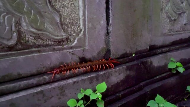 Giant Vietnamese centipede, Scolopendra dehaani, crawling in the tropical jungle of Vietnam. Venomous exotic predatory arthropod macro wildlife video.