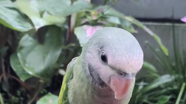 Close up of a person playing and interacting with a pet parrot